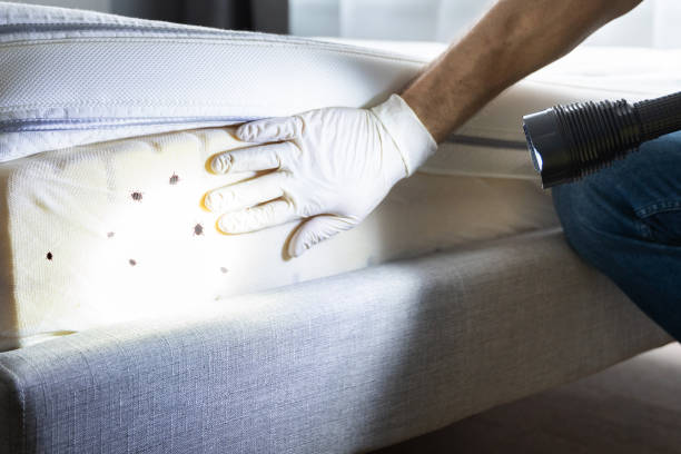 Best Residential Pest Control  in Dilley, TX