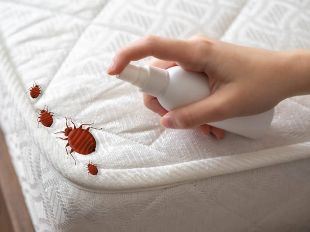 Flea Control Services in Dilley, TX